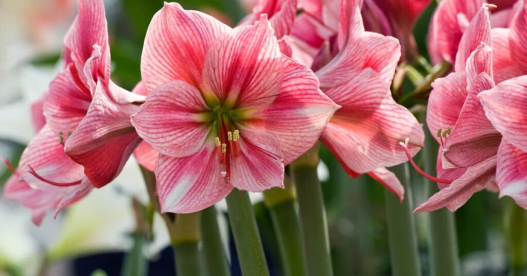 Amaryllis Flower Mean