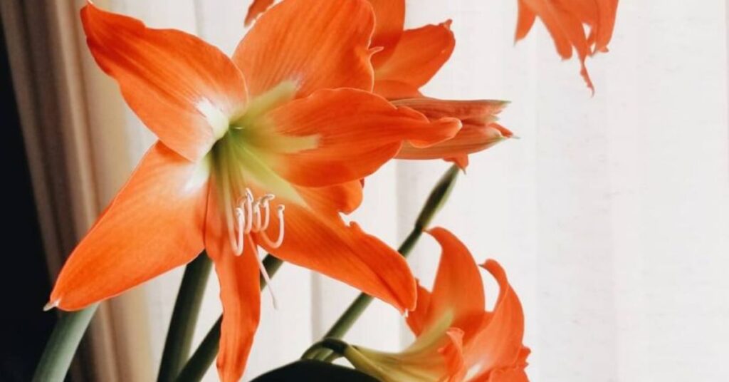 Amaryllis Flower Symbolism