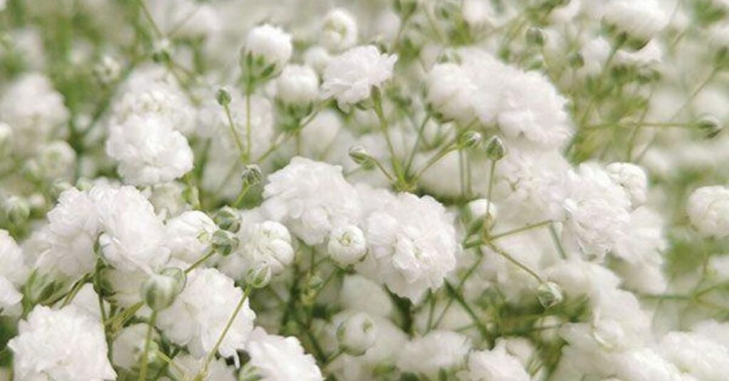 Baby Breath Flower Mean