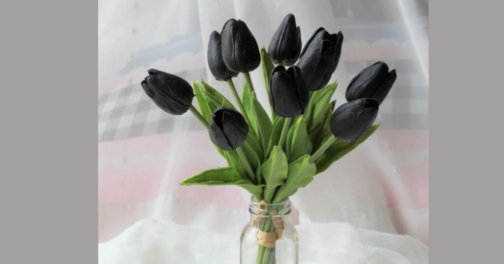 Black Tulips Through History