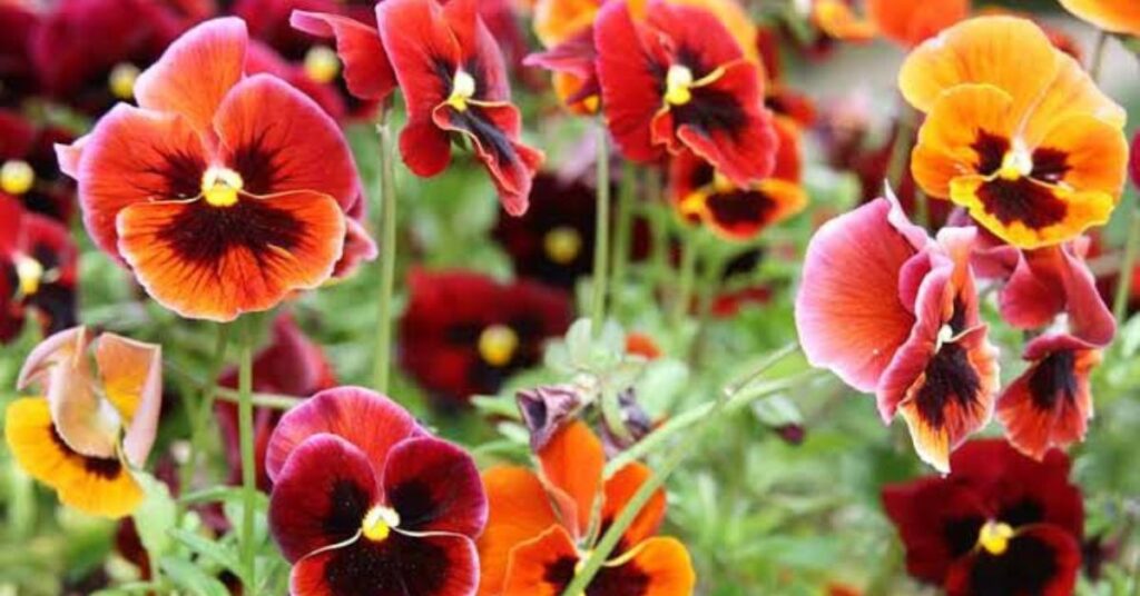 Characteristics of the Pansy Flower