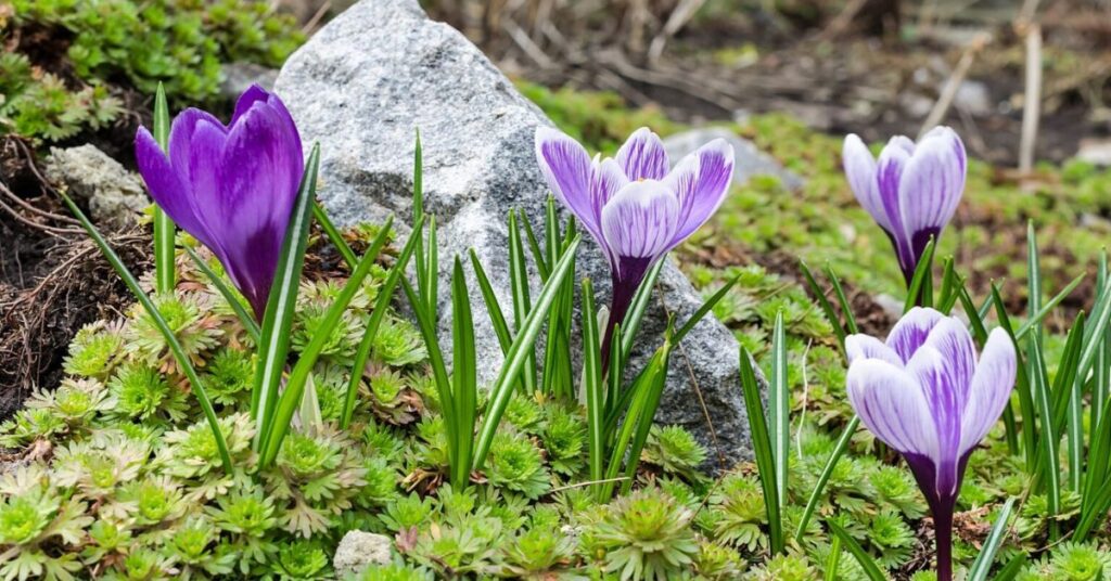 Crocus Flower symbolism