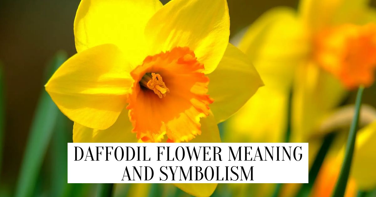 Daffodil Flower Meaning: What Does Daffodil Symbolize?