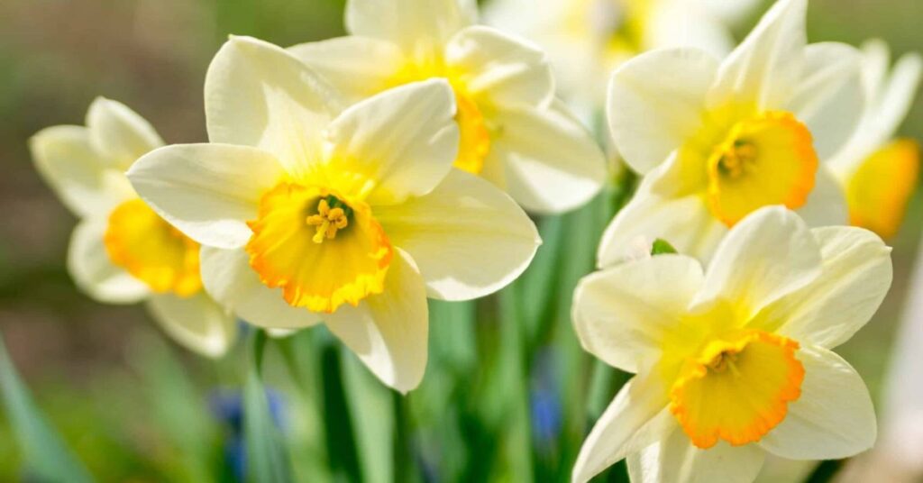 Daffodils