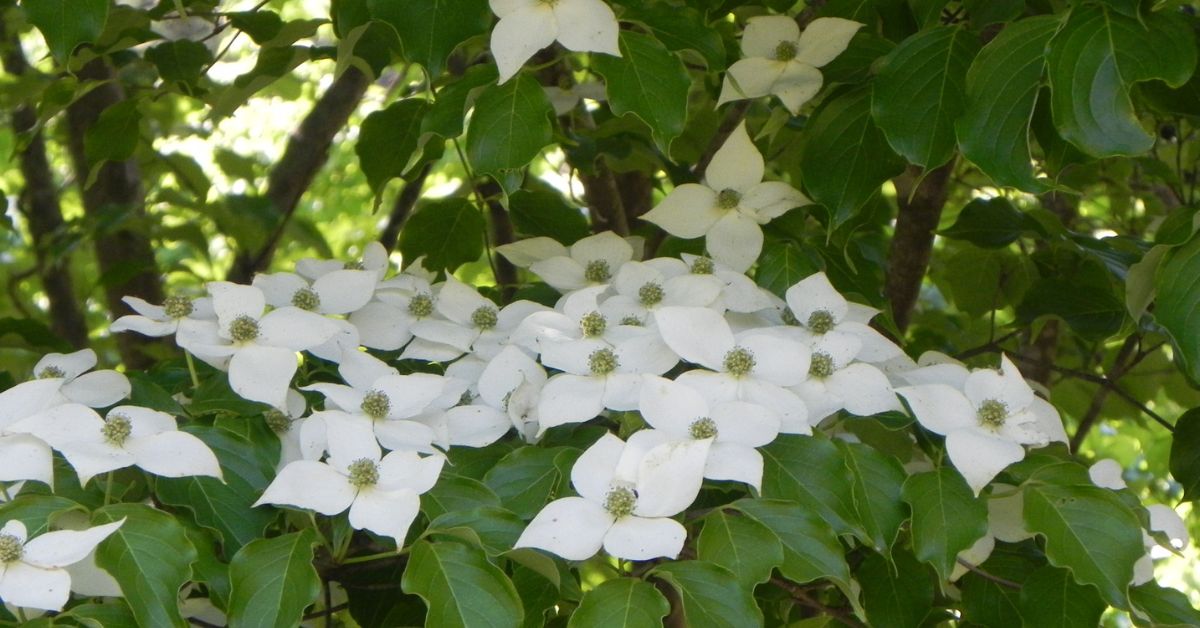 The Dogwood Flower Meaning & Symbolism (2024)