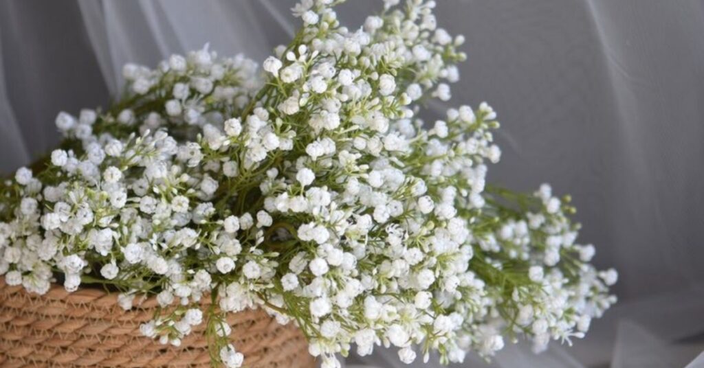 Etymological Meaning of the Baby Breath Flower