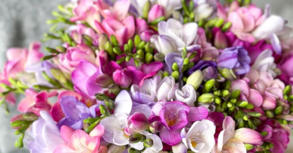 Freesia