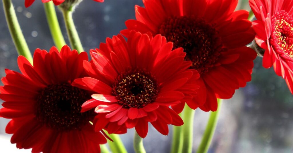 Gerbera Daisy