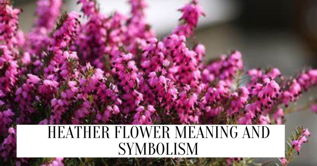 Heather Flower Meaning And Symbolism