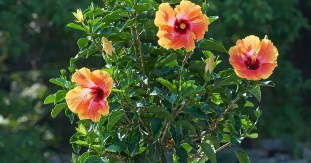 Historical Significance of Hibiscus Flower Meaning