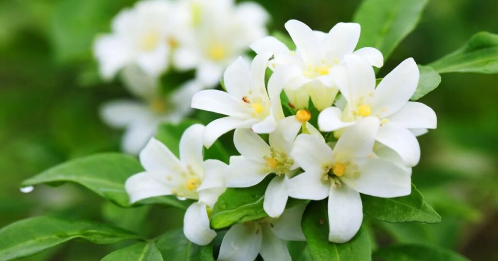 Jasmine meaning flower