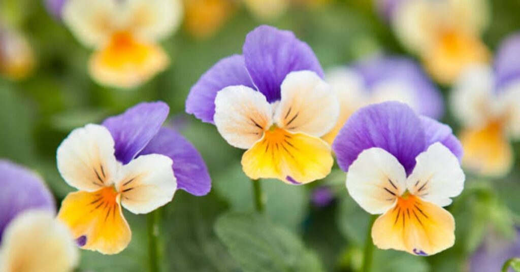 Pansy Flower Meaning
