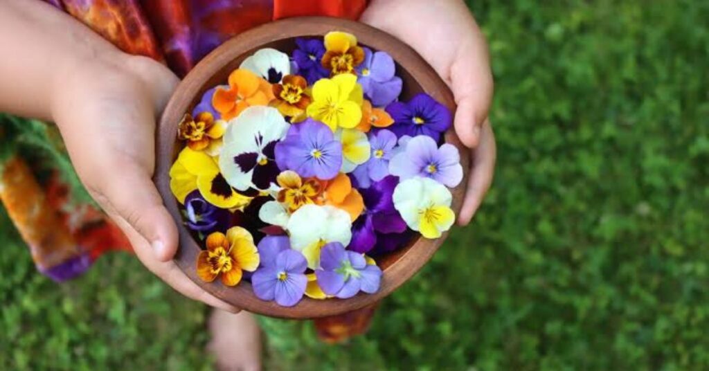 Pansy Flower Color Meanings