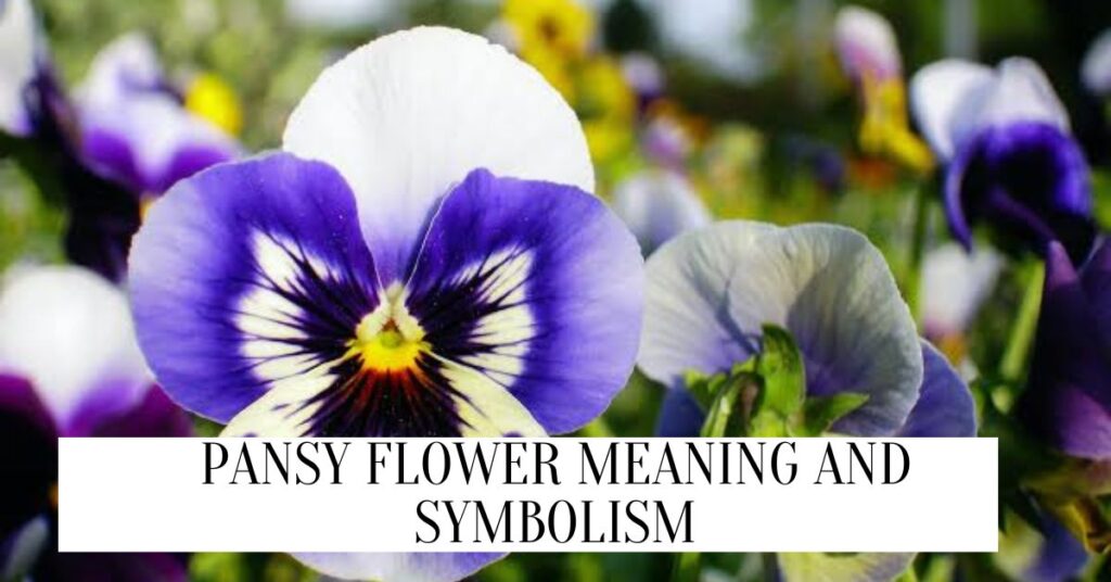 Pansy Flower Meaning And Symbolism