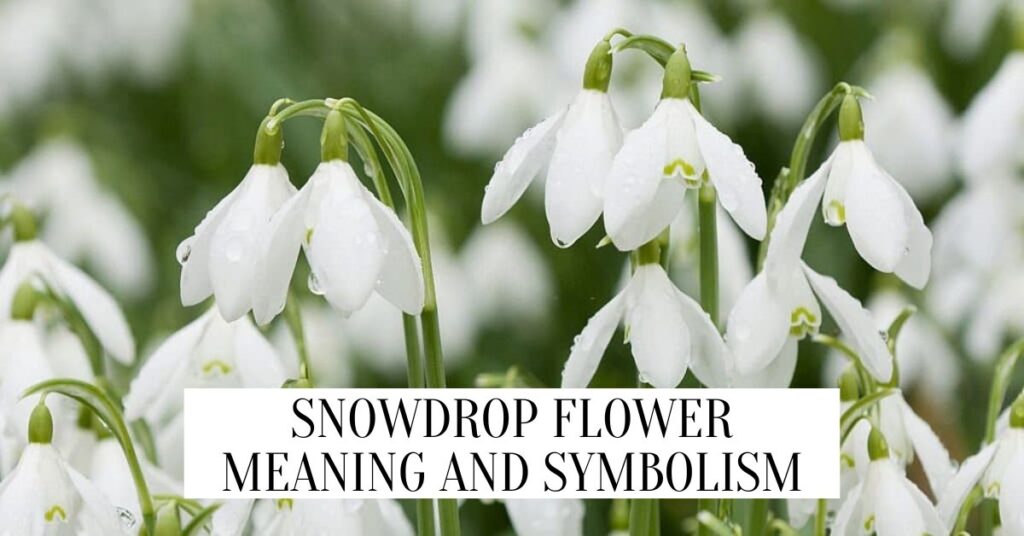 Snowdrop Flower Meaning