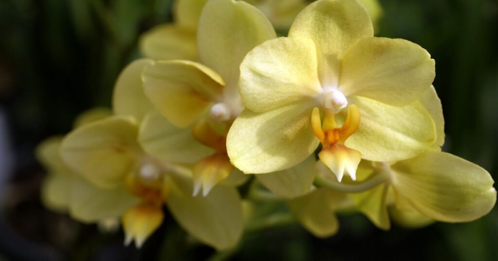 Yellow Orchids