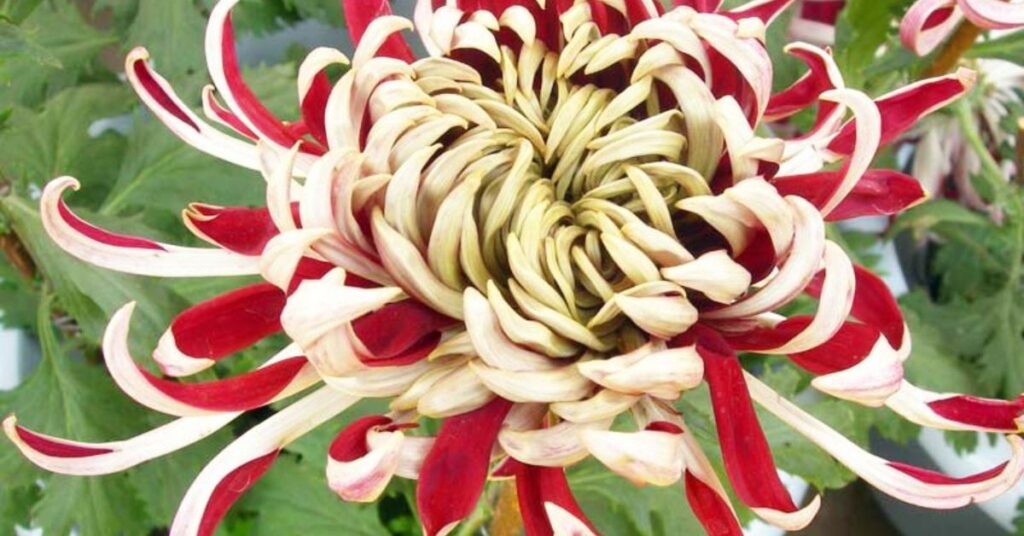 chrysanthemum meaning in China