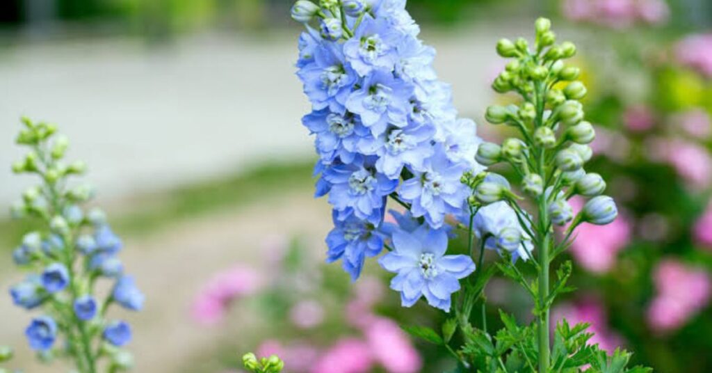 Delphinium