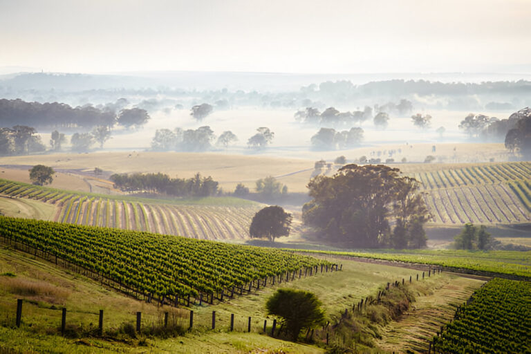 Crafting Harmony: Embracing Nature's Rhythms for Pest Control in Hunter Valley