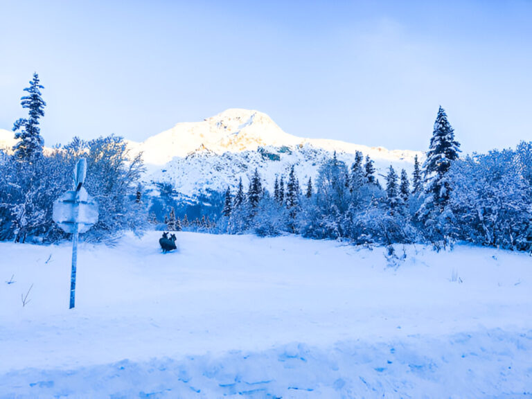 Winter Excursions in the Alaskan Wilderness